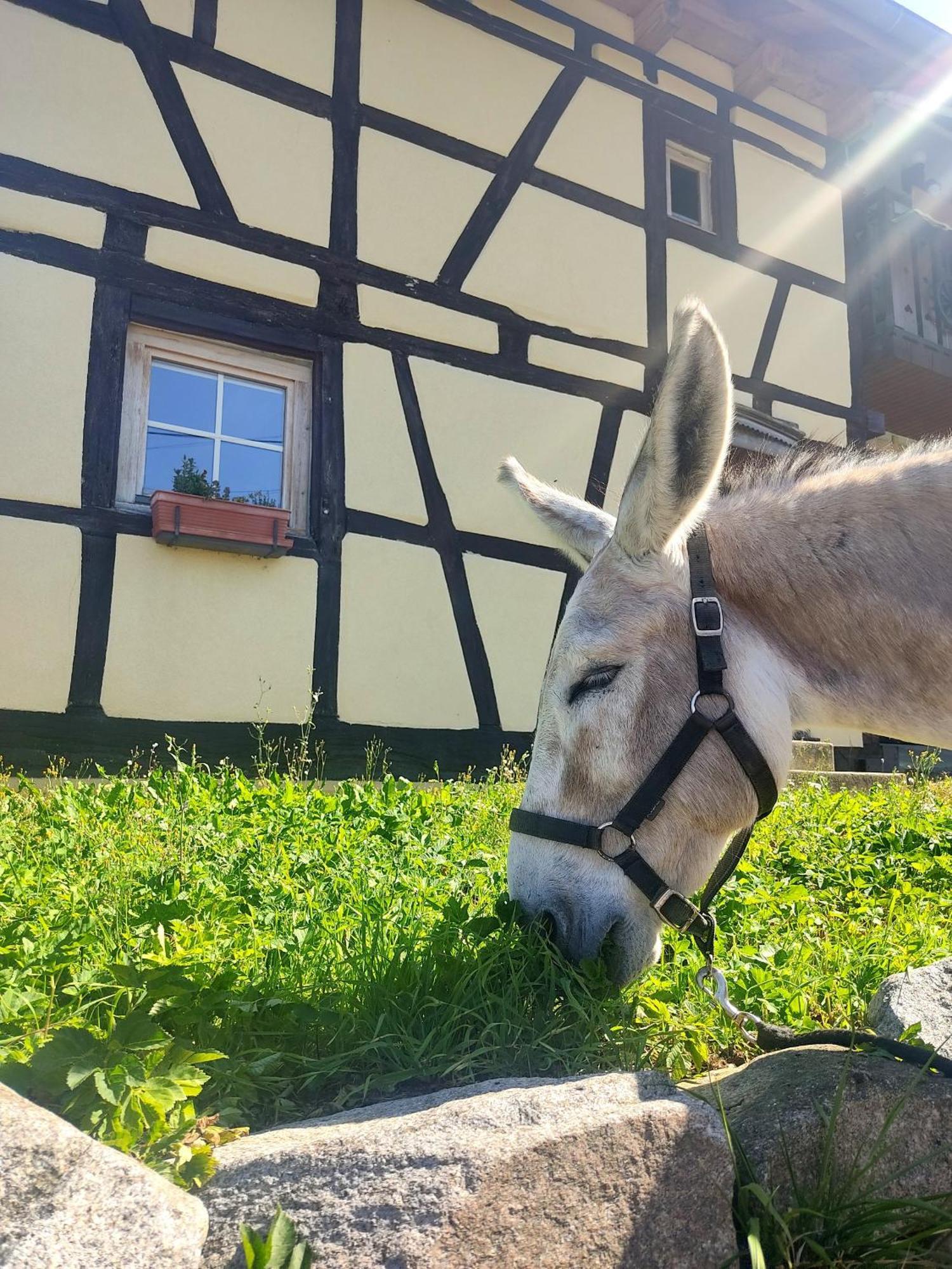 Ferienhaus La Grange De La Petite Souris